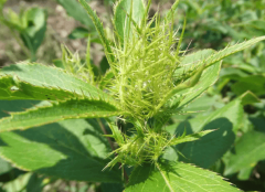 湖北百草堂苍术种植共建绿色胡想致富新篇章