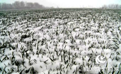 <b>遂平县：做好降温降雪后麦田办理 帮力夏粮丰收</b>